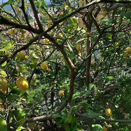 Daire Profumo Di Limone Con Giardino Albissola Marina