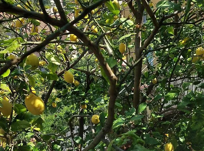 Apartment Profumo Di Limone Con Giardino Albissola Marina