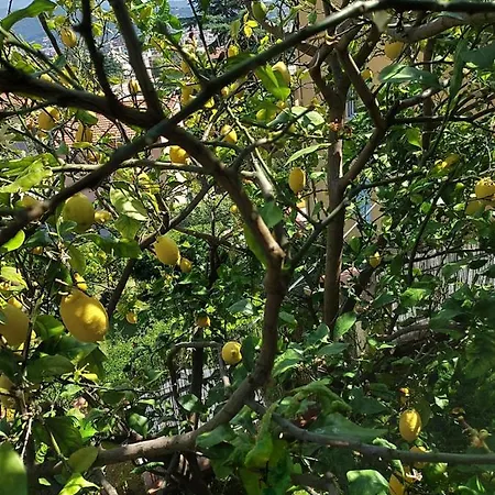 Appartamento Profumo Di Limone Con Giardino Albissola Marina
